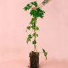 moras-negras-arbol