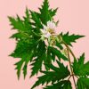 moras-negras-flor