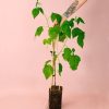 moras-rojas-arbol