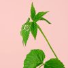 moras-rojas-flor