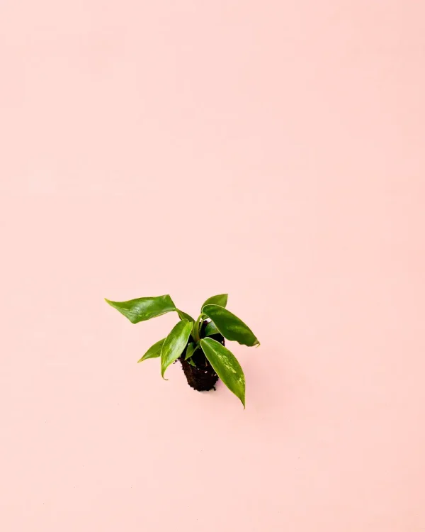 philodendron-dragon-mini