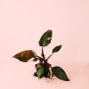 philodendron-pink-princess