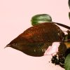 philodendron-pink-princess-hoja