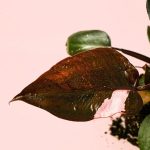 philodendron-pink-princess-hoja