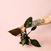 philodendron-pink-princess-planta
