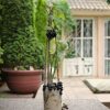 planta grosellas negras terraza