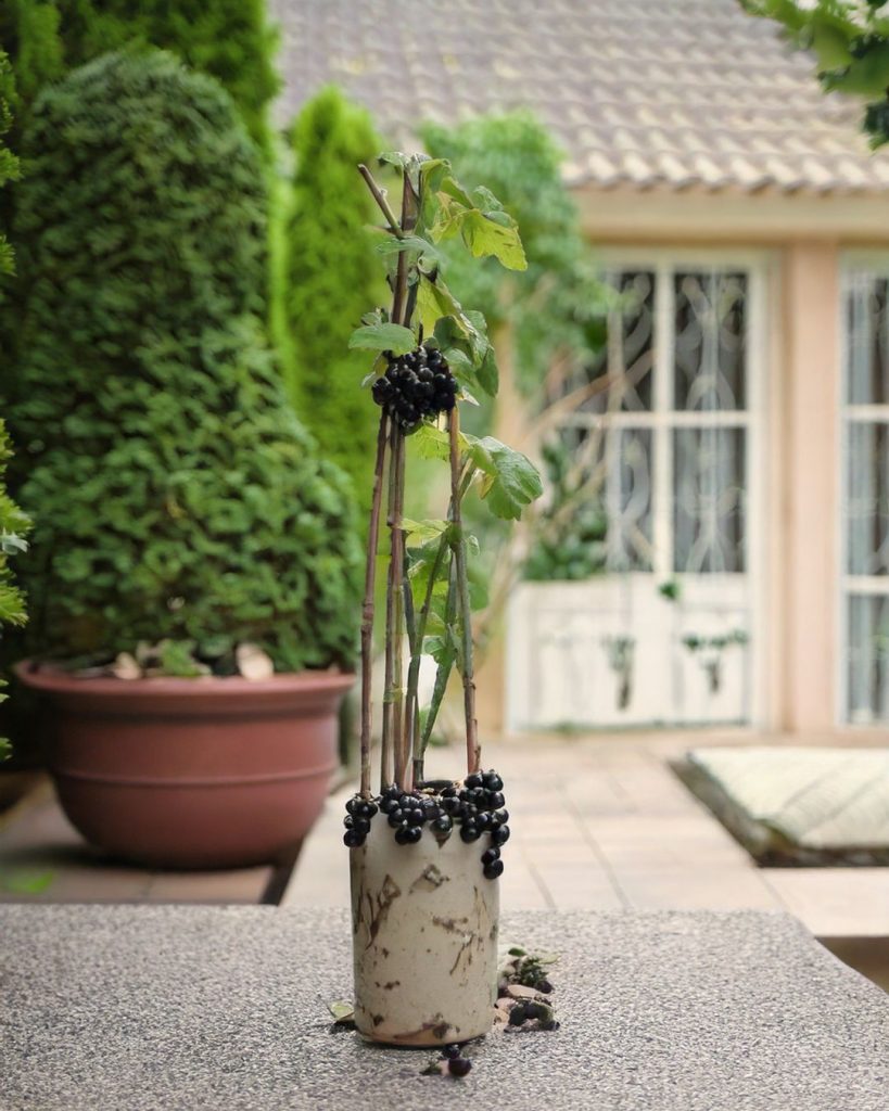 planta grosellas negras terraza