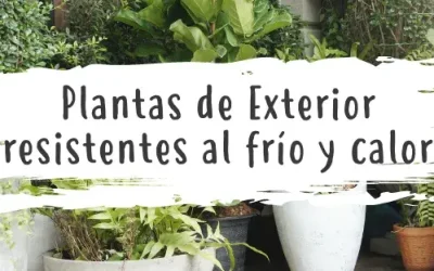 Plantas de Exterior Resistentes al Frío y al Calor