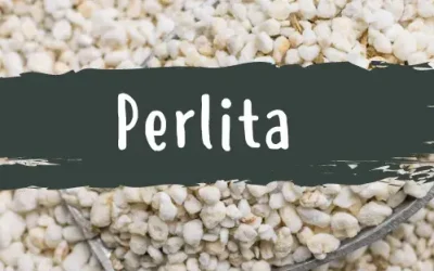 Qué es y para qué sirve la Perlita