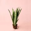 sansevieria-silver