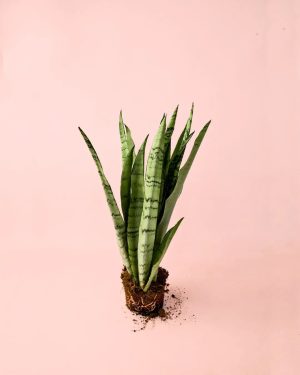 sansevieria-silver