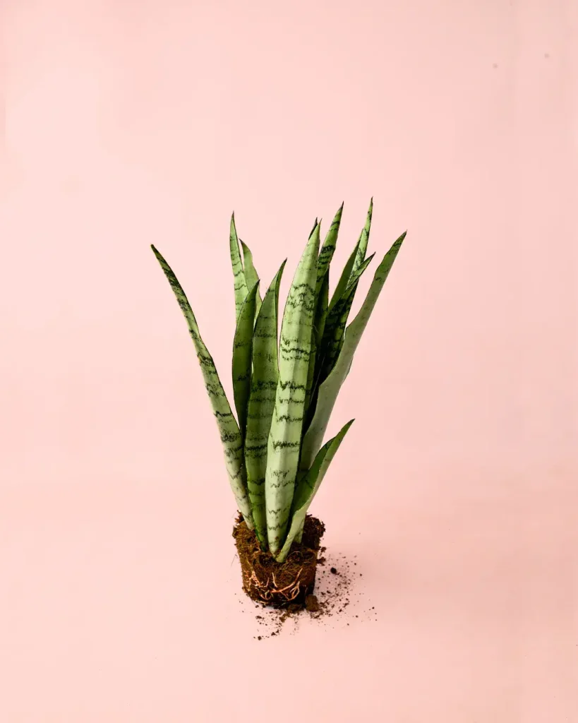 sansevieria-silver