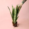 sansevieria-silver-hoja