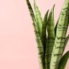 sansevieria-silver-planta