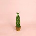 sansevieria-trenzada-m