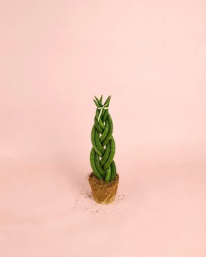 sansevieria-trenzada-m