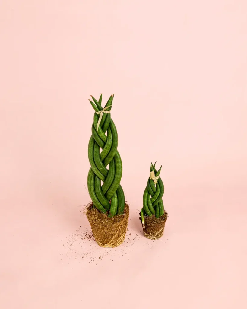 sansevieria-trenzada-m-dos