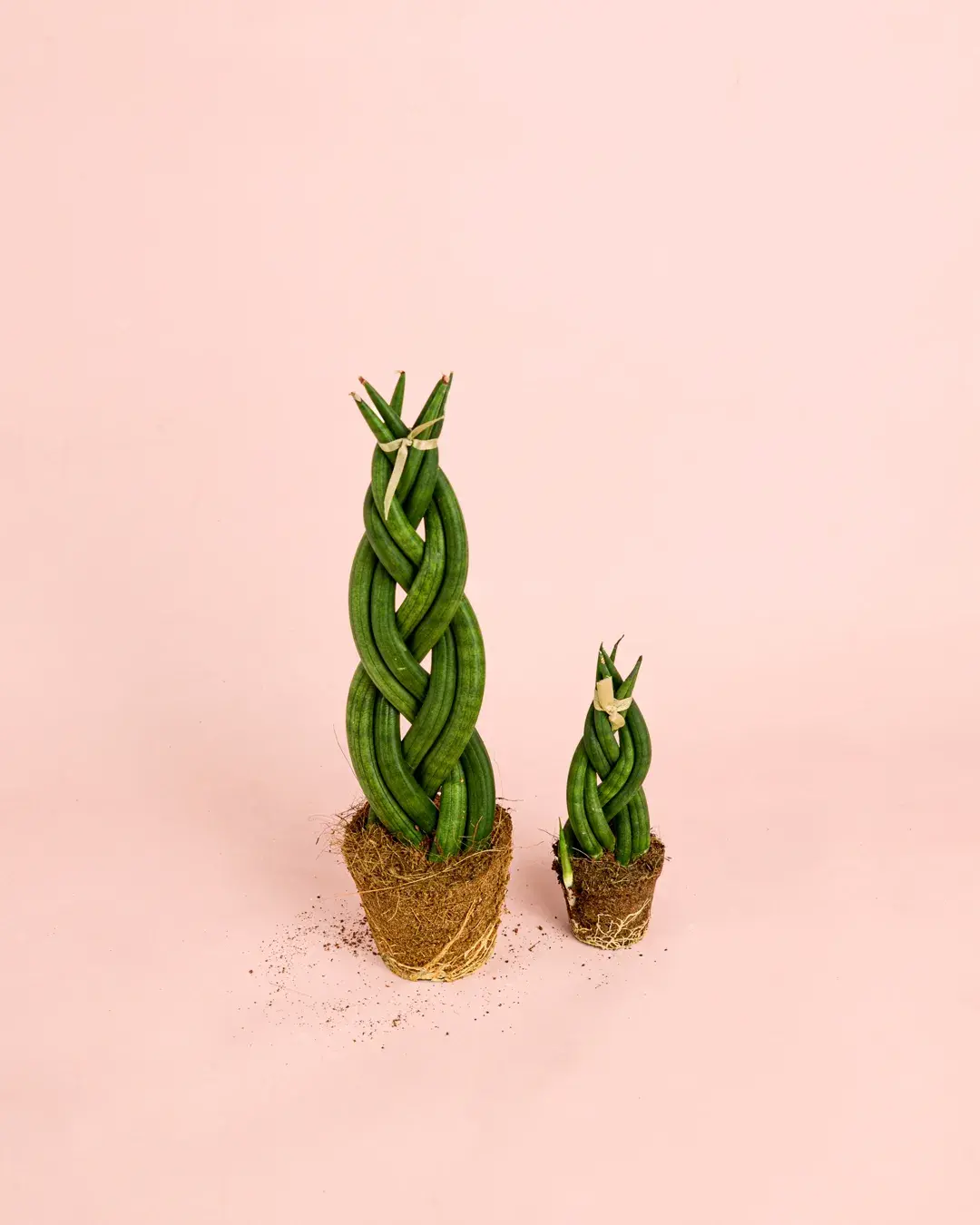 sansevieria-trenzada-m-dos sansevieria-trenzada-m-dos