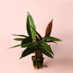stromanthe-sanguinea-m