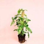 syngonium-mojito