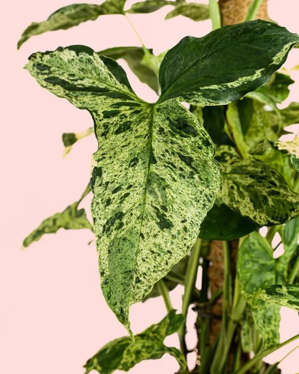 syngonium-mojito-hoja