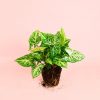 syngonium-panda