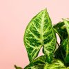 syngonium-panda-hoja