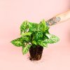 syngonium-panda-planta