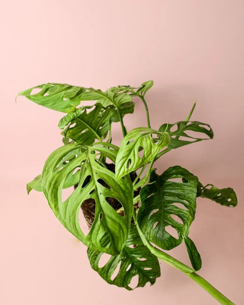 monstera esqueleto