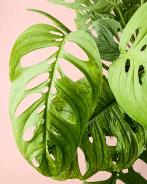 monstera esqueleto hoja