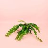 Epiphyllum-anguliger-cactus-planta