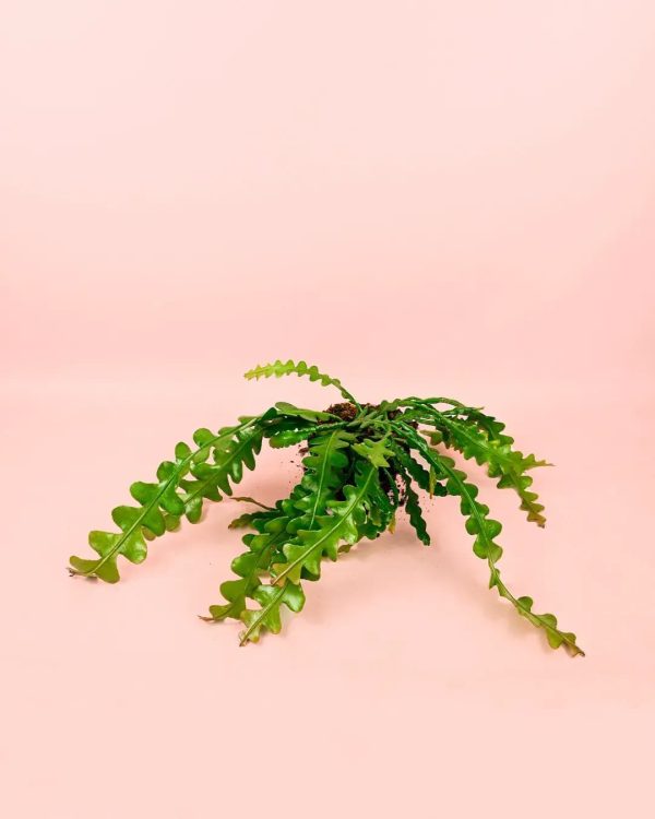 Epiphyllum-anguliger-cactus-planta