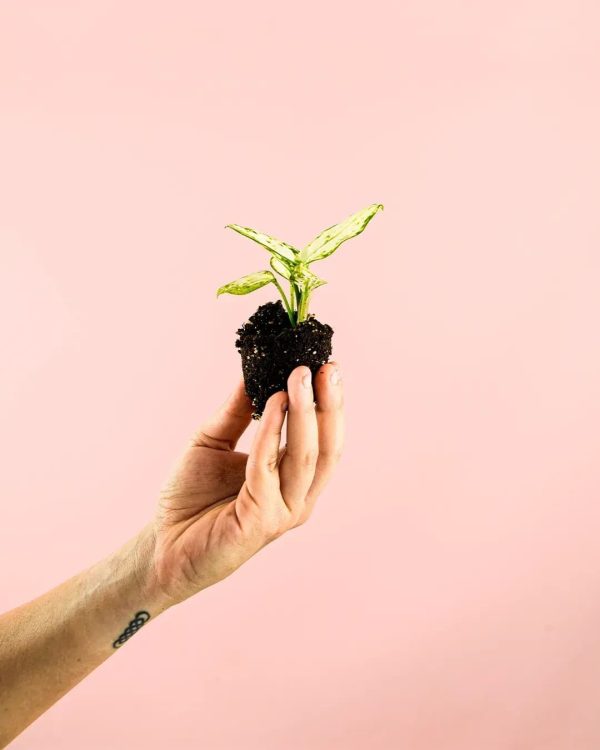 aglaonema-snowflake-mini-planta