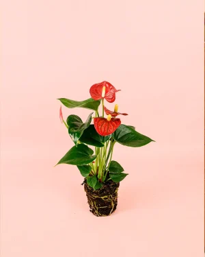 anthurium-rojo
