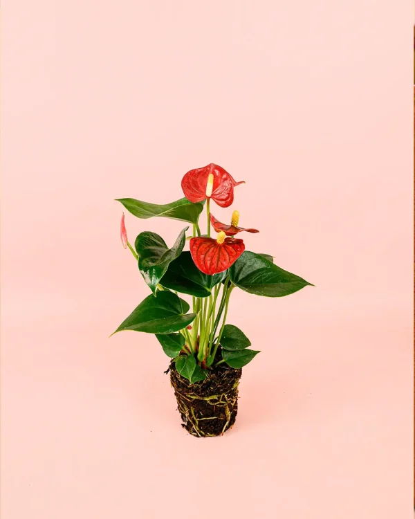 anthurium-rojo