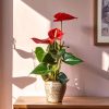anthurium rojo contexto