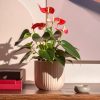 anthurium rojo en maceta salon
