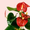 anthurium-rojo-flor
