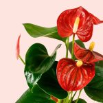anthurium-rojo-flor