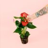 anthurium-rojo-planta