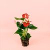anthurium-rojo-redchampion