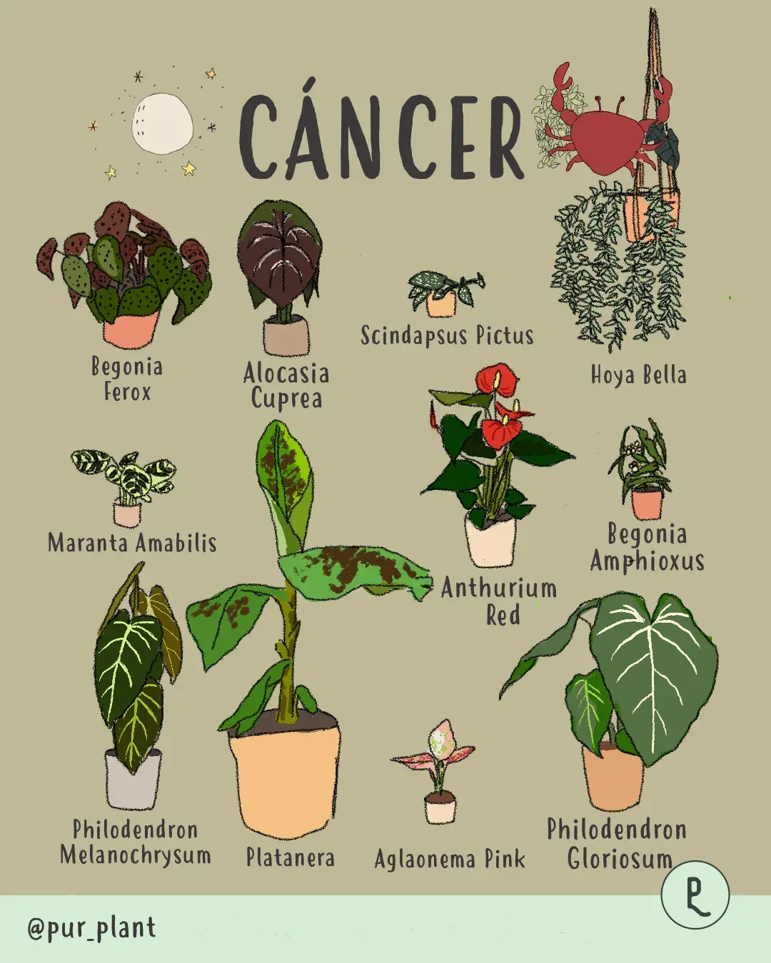 plantas cancer