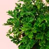 citronela-natural-antimosquitos-hoja