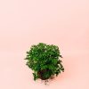 citronela-planta