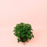 citronela-planta