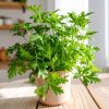citronela-planta-antimosquitos salon