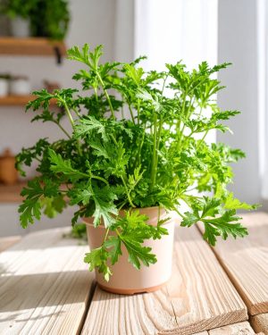citronela-planta-antimosquitos salon