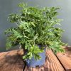 citronela-planta-natural-antimosquitos (1)