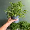 citronela-planta-natural-antimosquitos (2)