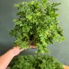 citronela-planta-natural-antimosquitos (3)